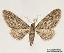 Prorella artestata - Hodges#7620 - photo 3