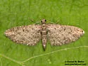 Prorella artestata - Hodges#7620 - photo 4