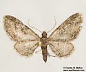 Prorella artestata - Hodges#7620 - photo 5