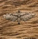 Prorella desperata - Hodges#7619