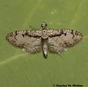 Prorella desperata - Hodges#7619 - photo 2