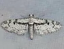 Prorella desperata - Hodges#7619 - photo 4
