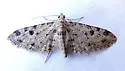 Prorella discoidalis - Hodges#7612