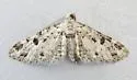 Prorella discoidalis - Hodges#7612 - photo 3