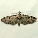 Prorella discoidalis - Hodges#7612 - photo 4