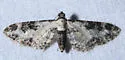 Prorella gypsata - Hodges#7611