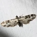 Prorella gypsata - Hodges#7611 - photo 3