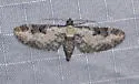 Prorella gypsata - Hodges#7611 - photo 4
