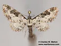 Prorella gypsata - Hodges#7611 - photo 5