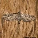 Prorella insipidata - Hodges#7622