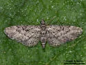 Prorella insipidata - Hodges#7622 - photo 2