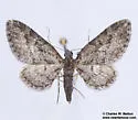 Prorella insipidata - Hodges#7622 - photo 3