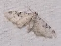 Prorella leucata - Hodges#7613