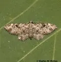 Prorella neremorata - Hodges#7616.1 - Prorella neremorata