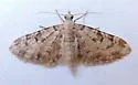Prorella neremorata - Hodges#7616.1 - photo 2