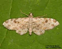 Prorella neremorata - Hodges#7616.1 - photo 3