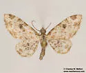 Prorella neremorata - Hodges#7616.1 - photo 4