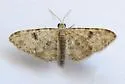 Prorella neremorata - Hodges#7616.1 - photo 5