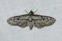 Prorella opinata - Hodges#7623 - photo 2