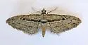 Prorella opinata - Hodges#7623 - photo 3