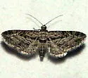Prorella opinata - Hodges#7623 - photo 4