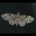 Prorella remorata - Hodges#7618