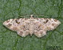 Prorella remorata - Hodges#7618 - photo 3