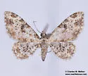 Prorella remorata - Hodges#7618 - photo 4