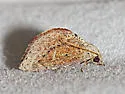 Proroblemma testa - Hodges#9080 - Proroblemma testa