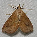 Proroblemma testa - Hodges#9080 - photo 2