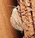 Proroblemma testa - Hodges#9080 - photo 3