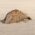 Proroblemma testa - Hodges#9080 - photo 4