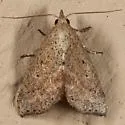Proroblemma testa - Hodges#9080 - photo 5