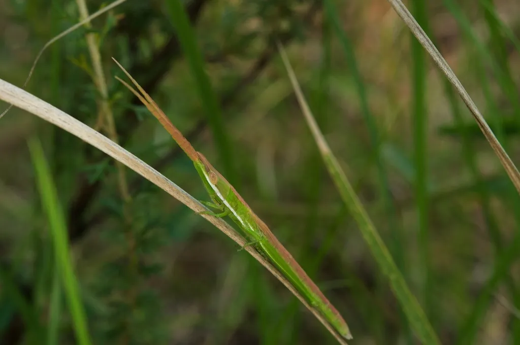 Snow's toothpick grasshopper - photo 2