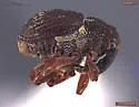 Prorutidosoma decipiens - photo 2