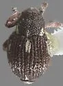 Prorutidosoma decipiens - photo 3