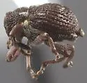 Prorutidosoma decipiens - photo 4