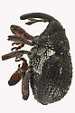 Prorutidosoma decipiens - photo 5