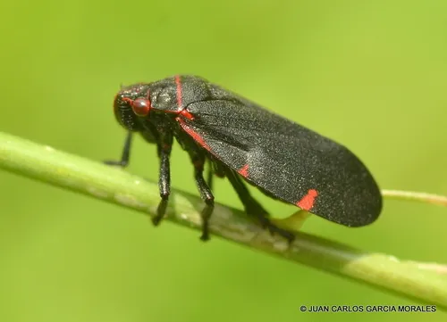 Prosapia ignifera - photo 2