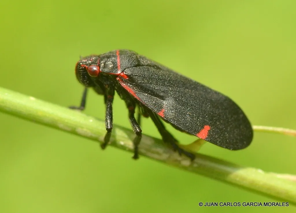 Prosapia ignifera - photo 3