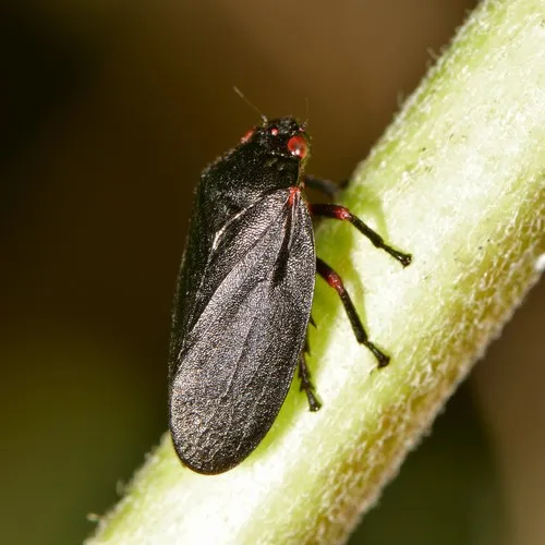 Red-legged Spittlebug