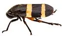 Prosapia isobar