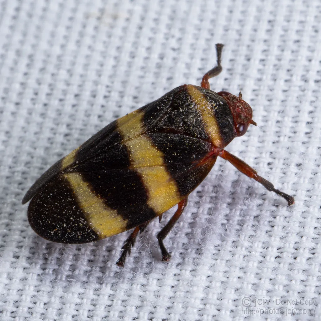 Prosapia simulans - photo 2