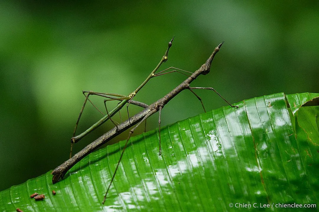 Neotropical Stick Grasshoppers - photo 3