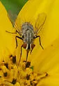 Prosenoides assimilis