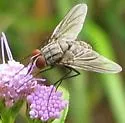 Prosenoides assimilis - photo 2