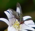 Prosenoides assimilis - photo 3