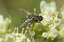 Prosenoides assimilis - photo 4