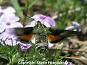 Clark's Day Sphinx - Hodges#7876 - photo 2
