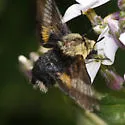 Yellow-Banded Day Sphinx - Hodges#7877 - photo 4